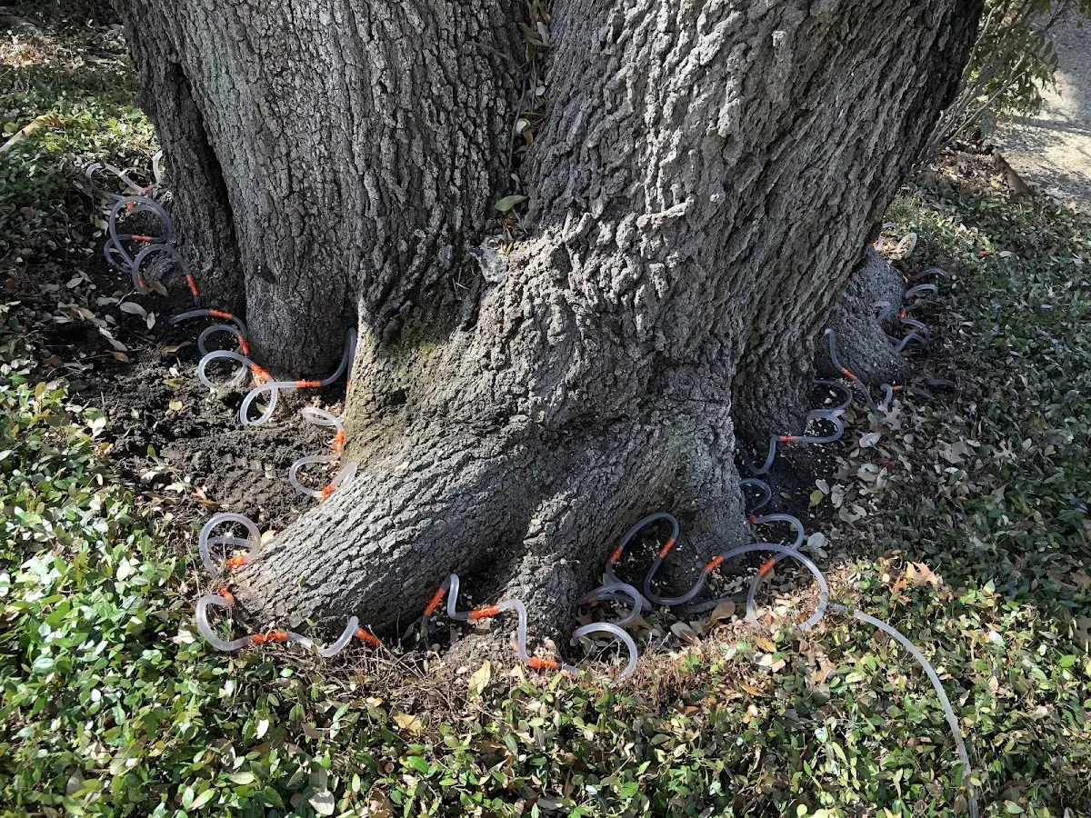 Detailed Tree Cabling and Bracing job site in Belford