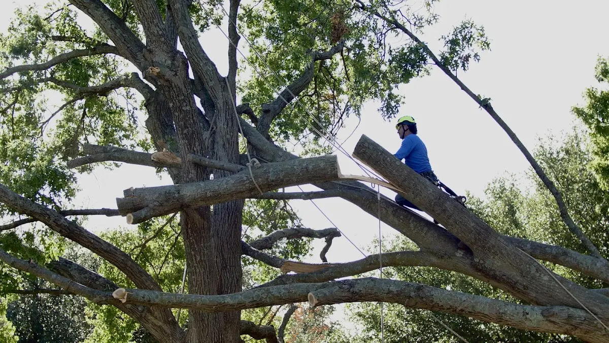Professional Crown Thinning performed by certified arborists in Belford