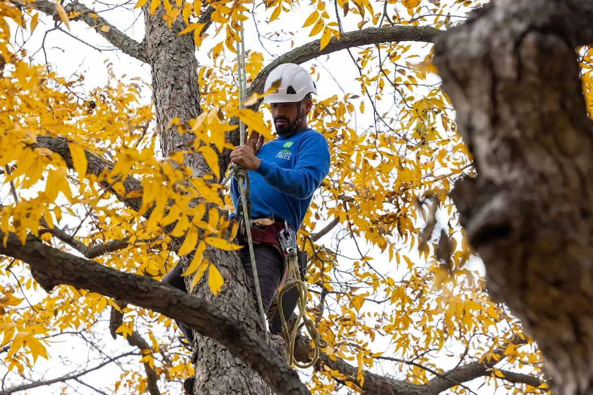 Skilled Tree Trimming crew working in Belford