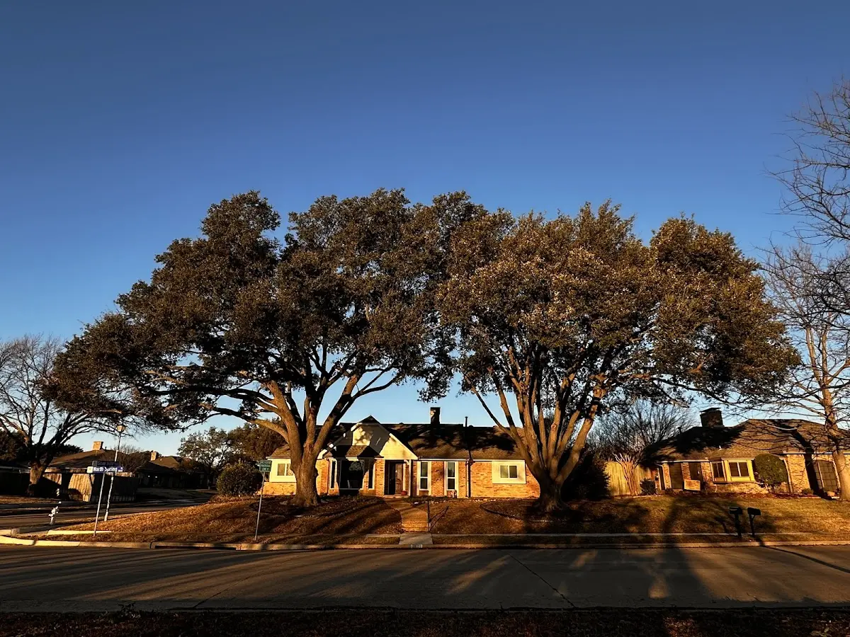 Established residential canopy tree shading a home in Belford